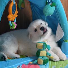 Berger Blanc Suisse Puppies from Victorious White Shepherds