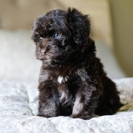 Bernedoodle and Schnoodle Puppies from Grand Lake Poodles & Doodles