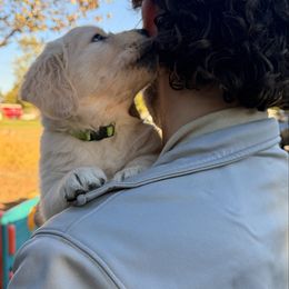 Green Girl - Light golden female Golden Retriever puppy in Fremont, Ohio from Mi-Kels Belgians and Goldens