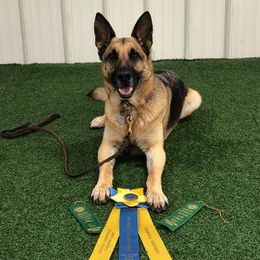 German Shepherds from Mutts With Manners