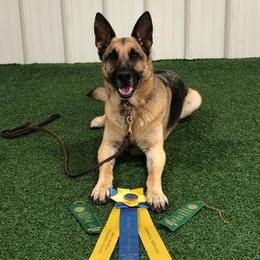 German Shepherds from Mutts With Manners