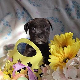 Staffordshire Bull Terrier Puppies from Lone Star Staffs
