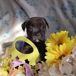 Staffordshire Bull Terrier Puppies from Lone Star Staffs