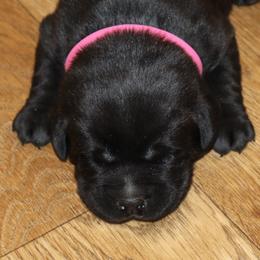Fern - Black female Labrador Retriever puppy in Camden, Indiana from Camden's Caring Canines