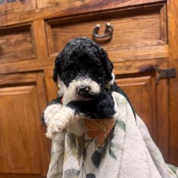 Garnet - Black and white female Bernedoodle puppy in Carmichaels, Pennsylvania from JensenBelle Doodles