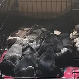 German Shorthaired Pointer Puppies from Ballard Gun Dogs