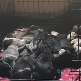 German Shorthaired Pointer Puppies from Ballard Gun Dogs
