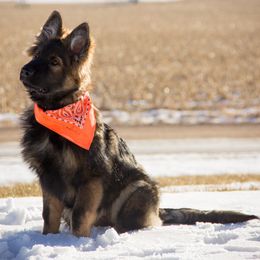 German Shepherd Puppies from Journey's German Shepherds (Kennel Vom Himmel)