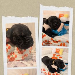Yellow collar - Black female Cane Corso puppy in Va Beach, Virginia from Guardian Corso's