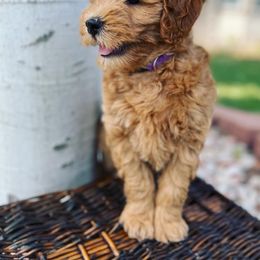 Goldendoodle Puppies from Millie Billie Doodles