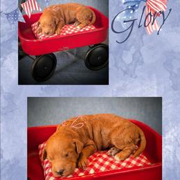 Glory - Red  female Goldendoodle puppy in Coarsegold, California from Hobbit Hollow Acres