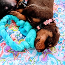 Doberman Pinscher Puppies from Allettare Dobermans
