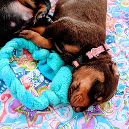 Doberman Pinscher Puppies from Allettare Dobermans