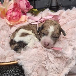 Mia - Parti female Springerdoodle puppy in Fargo, North Dakota from Dakota SpringerDoodles