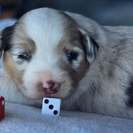 Gambler - Blue merle male Miniature Australian Shepherd puppy in Powell Butte, Oregon from Willow Lane Ranch