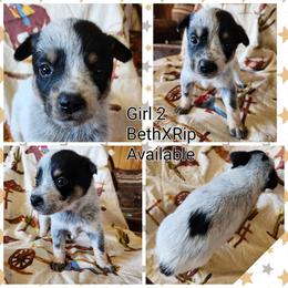 Girl 2 - Blue female Australian Cattle Dog puppy in Bradford, Arkansas from Cedar Rock Heelers and Kelpies