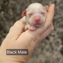 Black Male - Red and white male Cockapoo puppy in Mocksville, North Carolina from Hunting Creek Farm & Kennel