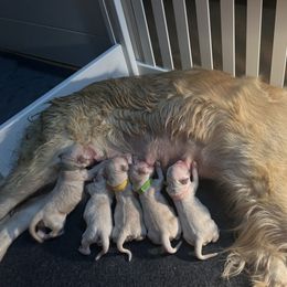 Golden Retriever puppies from Tupelo Honey Farm's Golden Retrievers