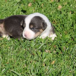 Pembroke Welsh Corgi Puppies from Dragonfly Corgis