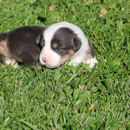 Pembroke Welsh Corgi Puppies from Dragonfly Corgis