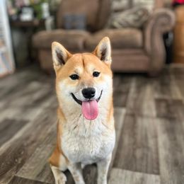Natcho - Shiba Inu