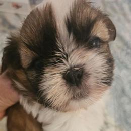Abby - Black gold and white female Shih Tzu puppy in Corona, California from Trinity Shihtzu's So Calif