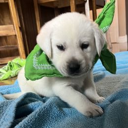 Green Collar - Yellow male Labrador Retriever puppy in Mansfield, Missouri from Leadhill Labs