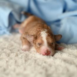 Piccolo Pete - Red merle male Aussiedoodle puppy in Lincoln, California from Frenchie LOVE and Doodles