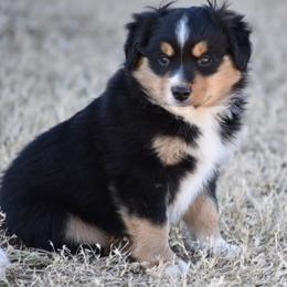 Miniature Australian Shepherds from Little Richie Creek Farm