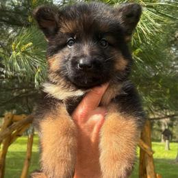 Cowboy (red collar) - Black and red male German Shepherd puppy in Union City, Ohio from God’s Gifts German Shepherds