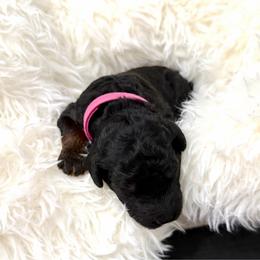 Ash - Phantom female Goldendoodle puppy in Spokane, Washington from Goldendoodles on the Prairie