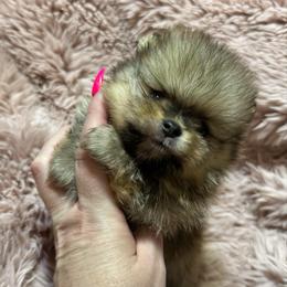 Alfie - Orange sable male Pomeranian puppy in Waterloo, Indiana from Garcias Pomeranian