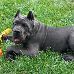 Cane Corso from Fire Heart's Cane Corso