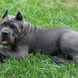 Cane Corso from Fire Heart's Cane Corso