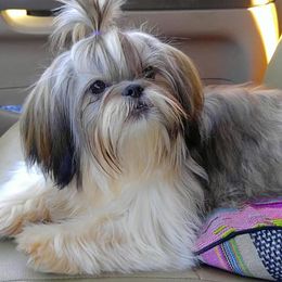 Shih Tzus from Oakview Kennels