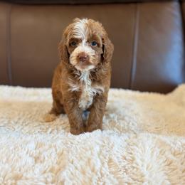 Blitz - Red  male Goldendoodle puppy in Sallisaw, Oklahoma from Huddle Puppies