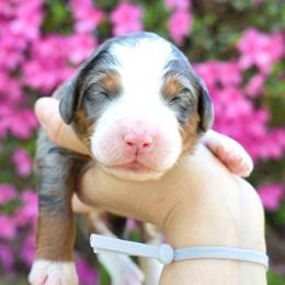 River - Merle female Bernedoodle puppy in Folsom, Louisiana from DoodlesFarmCo