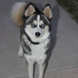 Loki - Pomsky