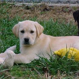 Labrador Retrievers from C-Chase’s Labradors