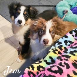 Cooper - Red tri-color male Miniature American Shepherd puppy in Shreveport   Bossier, Louisiana from Jem Miniature American Shepherds