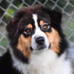 Myra - Australian Shepherd