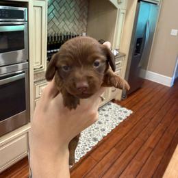 Girl 1 - Chocolate female Dachshund puppy in Lexington, Kentucky from The Wienery