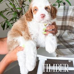 Timber - Red male Bernedoodle puppy in South Jordan, Utah from Wonderful World Doodles