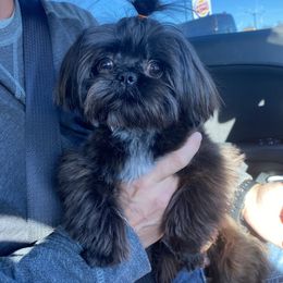 Java - Shih Tzu