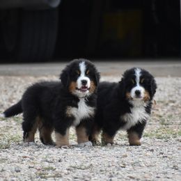 "Somebody got our supper!" Bernese Mountain Dog Puppies from Wilderness Way Berners