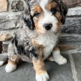 Assorted Doodle Crosses, Aussiedoodle, and Goldendoodle Puppies from Skyridge Doodles