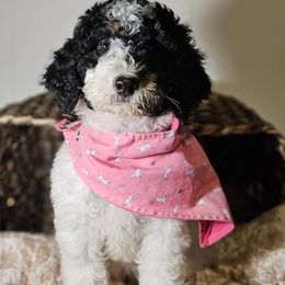 Ivory Pink Collar - Black and white female Bernedoodle puppy in Bonham, Texas from Happy Valley Puppies