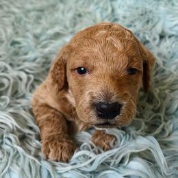 Ceder - Apricot male Goldendoodle puppy in Gunnison, Utah from Curls and Camo Pups