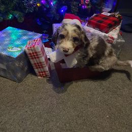 Aussiedoodle Puppies from Drew’s Aussies & Doodles