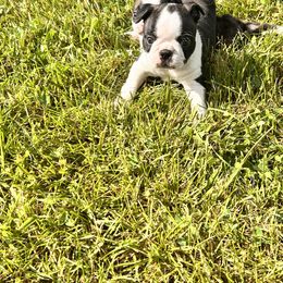 Boston Terrier and French Bulldog Puppies from 3B Kennels-Beth’s Best Boston’s